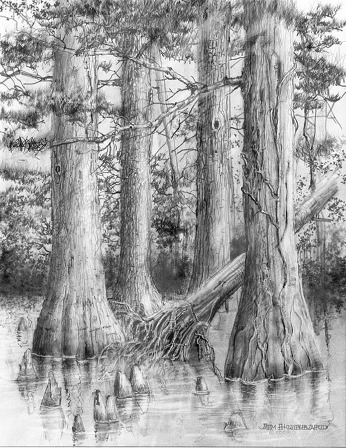 Swamp Tree Drawing
