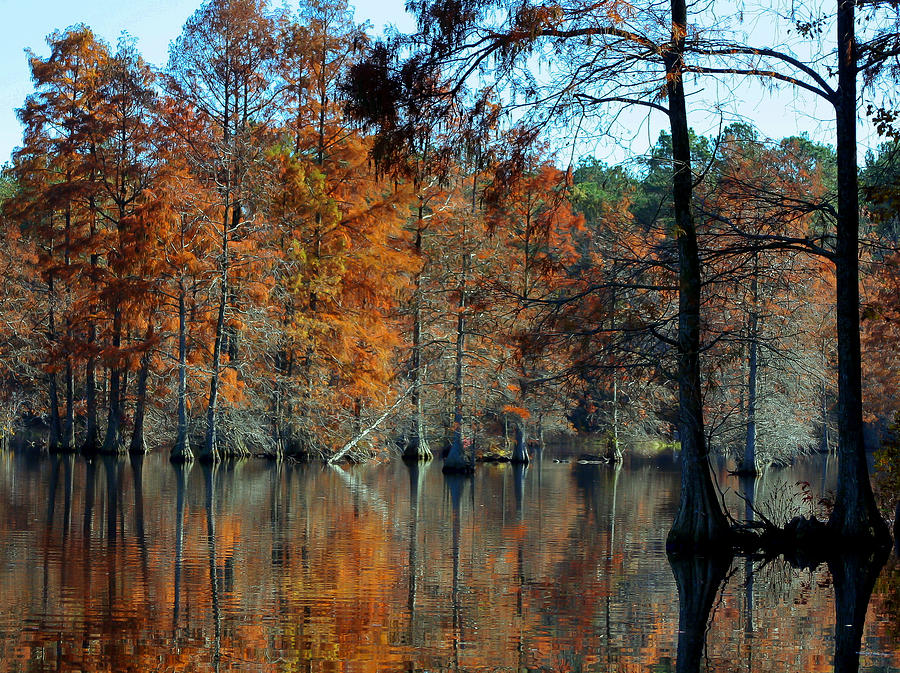 Bald Cypress in Autumn Photograph by Theresa Johnson | Fine Art America