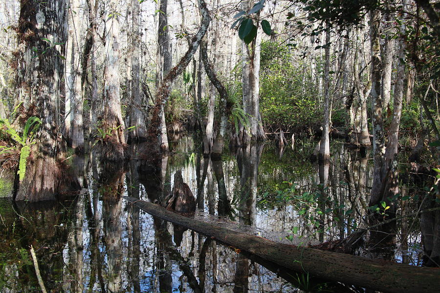 Bald Cypress Swamp Photograph by Mick Shea - Pixels