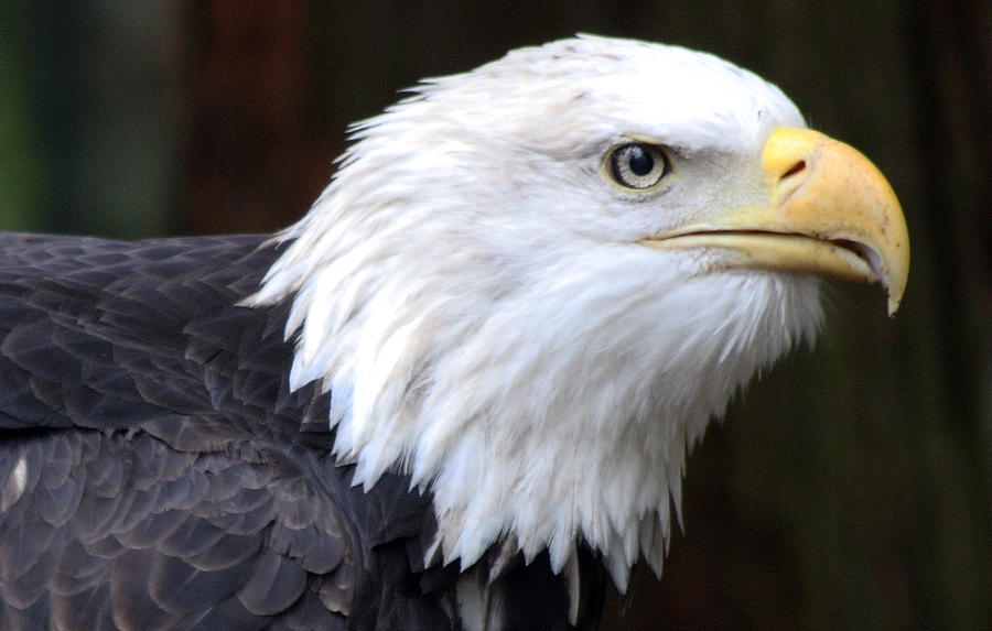 Bald Eagle - 0001 Photograph by S and S Photo - Fine Art America