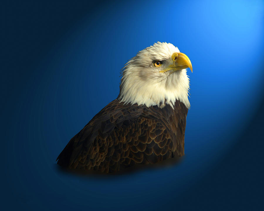 Bald Eagle - BLYTH - In Captivity Digital Art by J Larry Walker