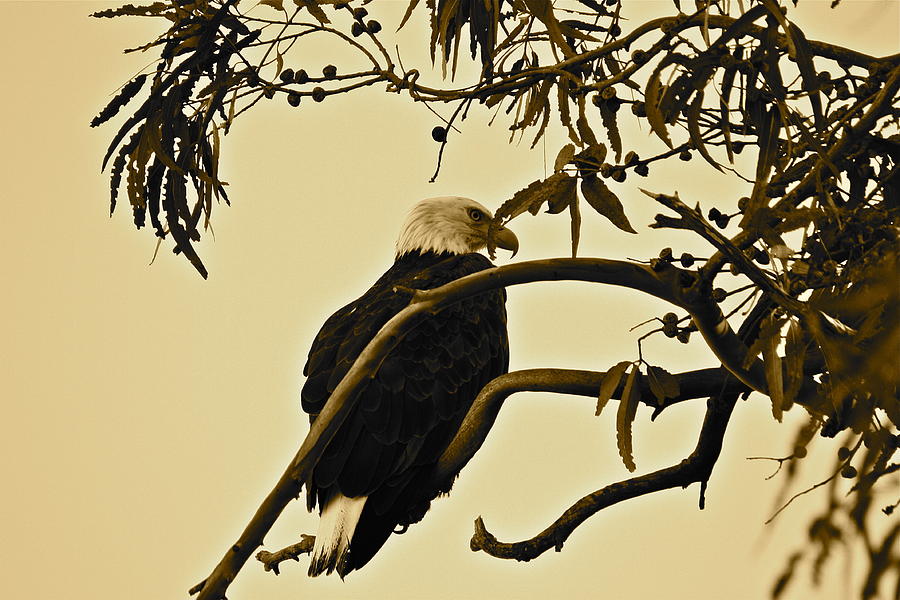Bald Eagle   sepia Photograph by Diana Hatcher