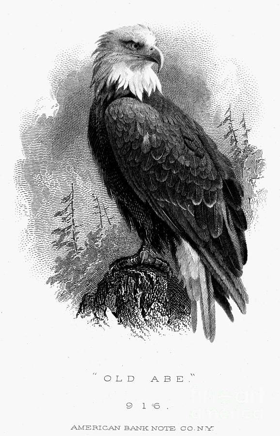 Bald Eagle, 1870 Photograph by Granger