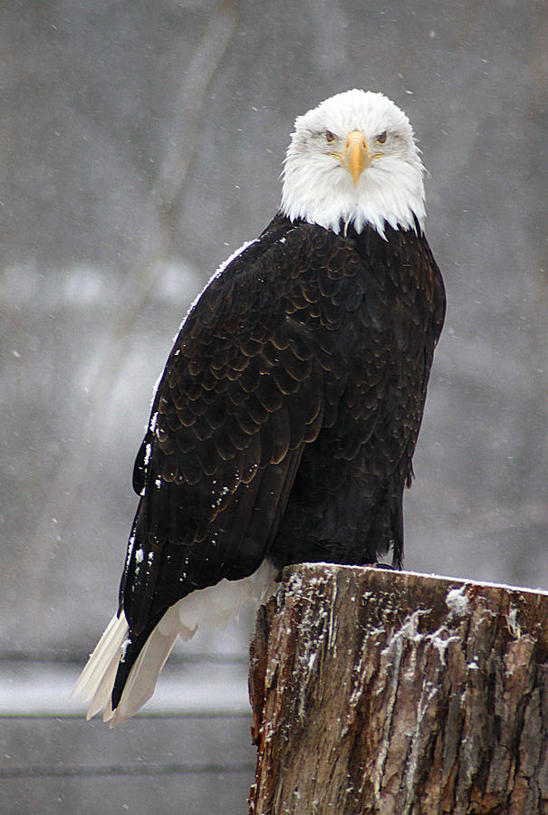 Bald eagle 4 Photograph by Scott Hovind