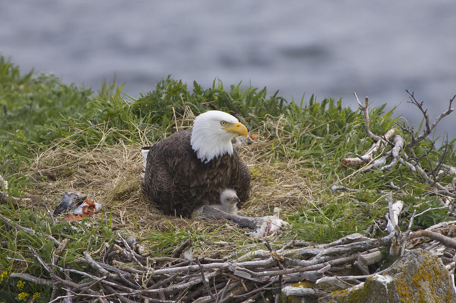 Bald Eagle Adult And Chick On Nest Photograph by Suzi Eszterhas