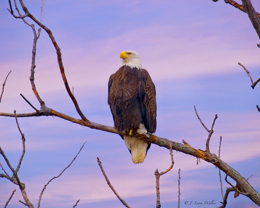 Bald Eagle Along The Mississippi River Digital Art by J Larry Walker