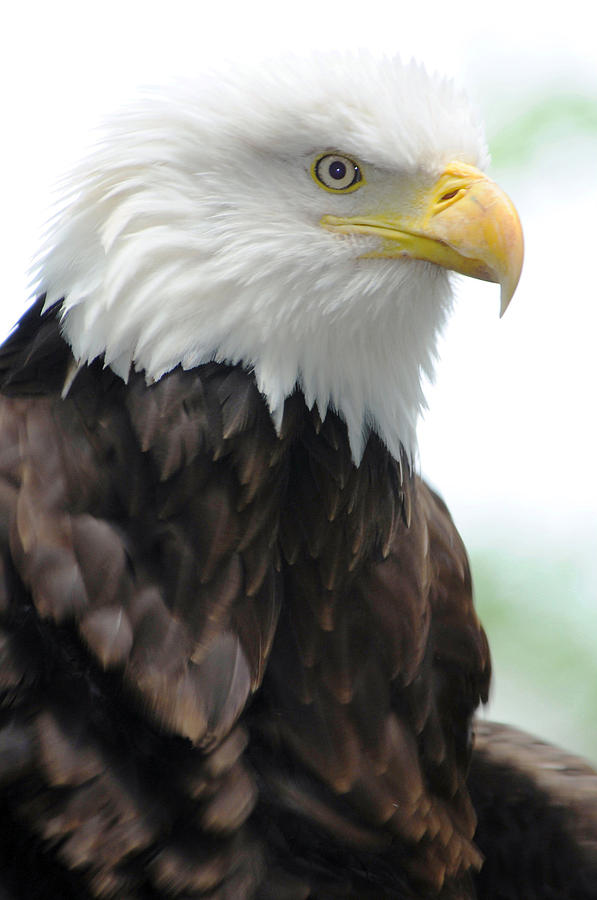 Bald Eagle Photograph by Annda Bell - Fine Art America