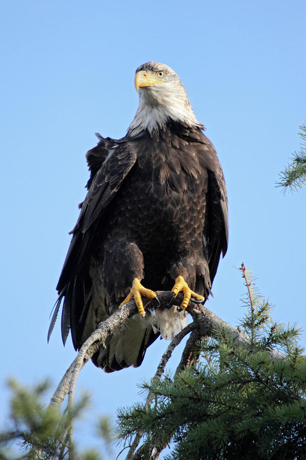 Bald Eagle at Boundary bay Photograph by Pierre Leclerc Photography