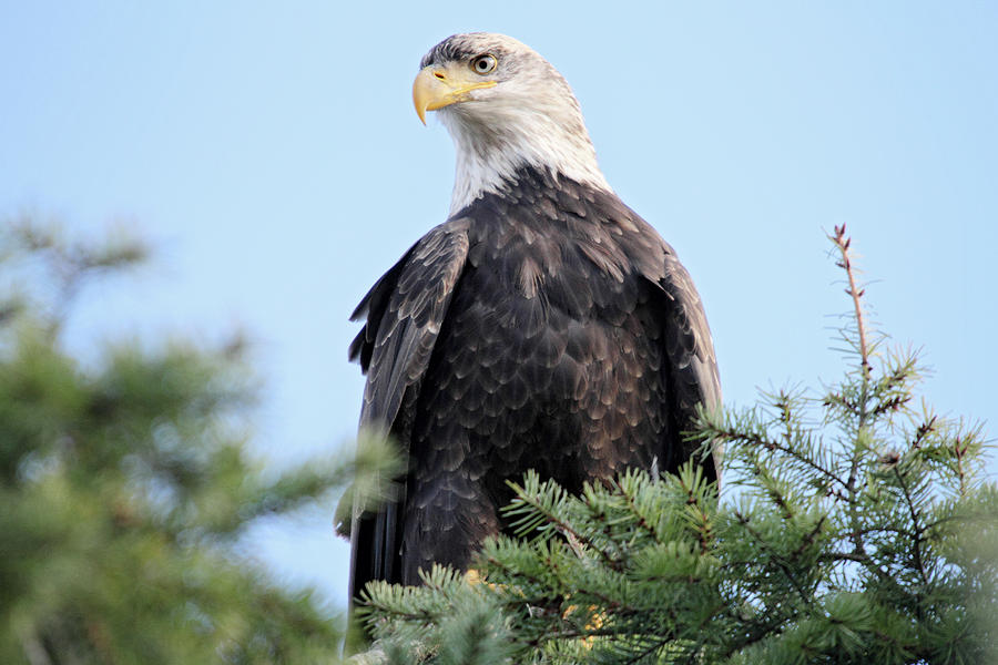 Bald Eagle at Boundary bay Vancouver Photograph by Pierre Leclerc Photography