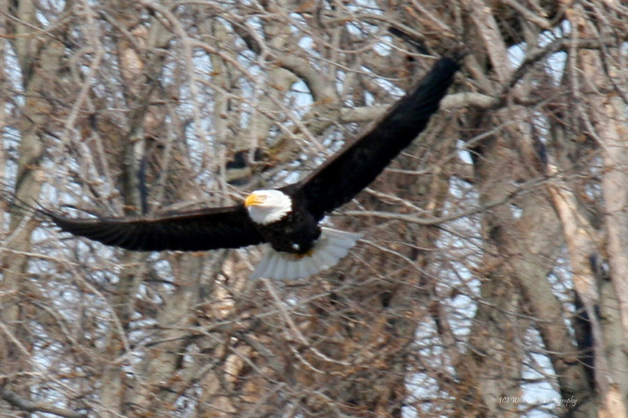 Bald Eagle At Full Wingspan Photograph by Crystal Heitzman Renskers
