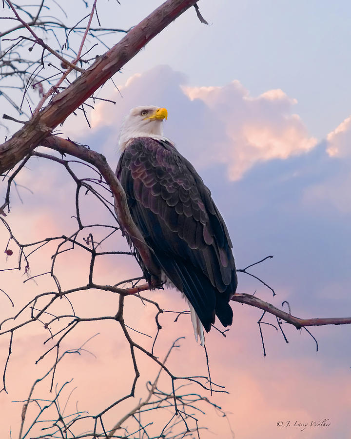 Bald Eagle At Rest Digital Art by J Larry Walker