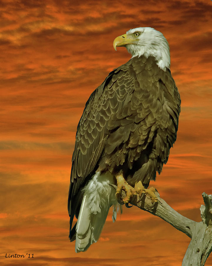 Bald Eagle At Sunrise Photograph by Larry Linton