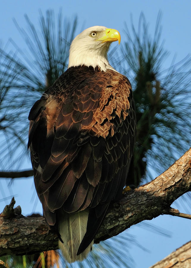 Bald Eagle at the Cape Photograph by Bill Dodsworth