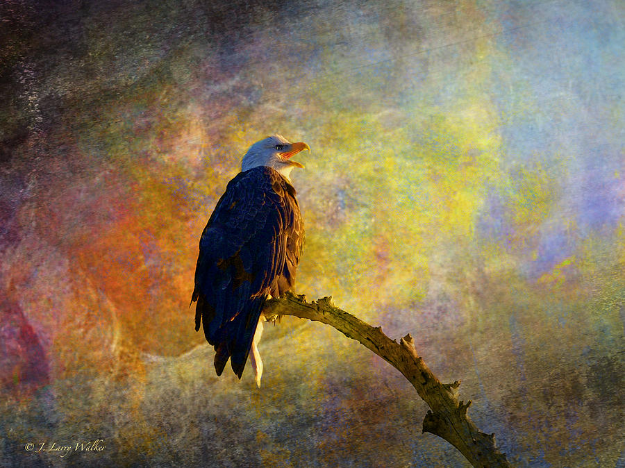 Bald Eagle Awaiting Sunrise Digital Art by J Larry Walker