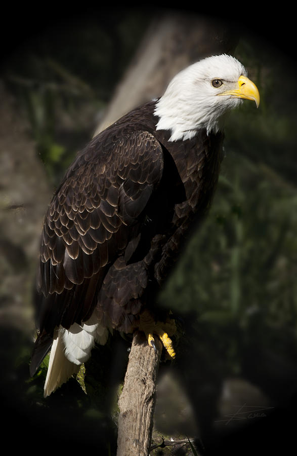 Bald Eagle Photograph by Barbara  White