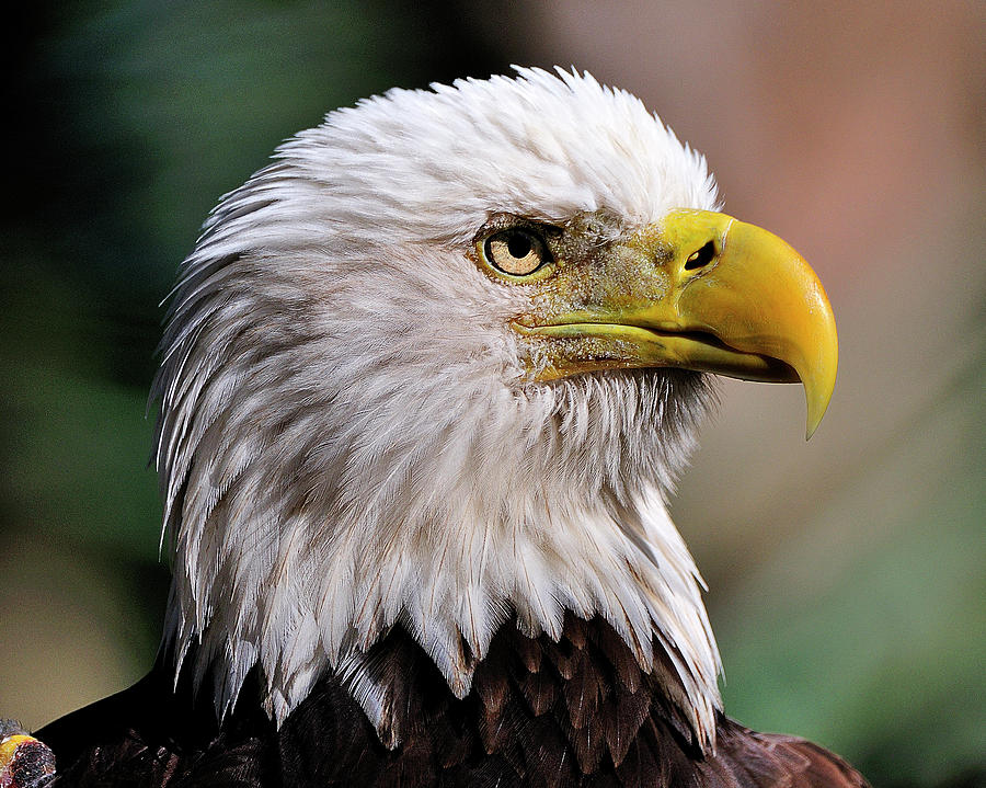 Bald Eagle Photograph by Bill Dodsworth