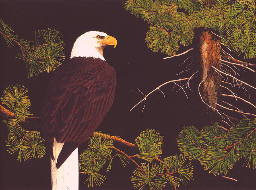 Bald Eagle Drawing - Bald Eagle by Bill Gehring Bald Eagle Drawing - Bald Eagle by Bill Gehring
