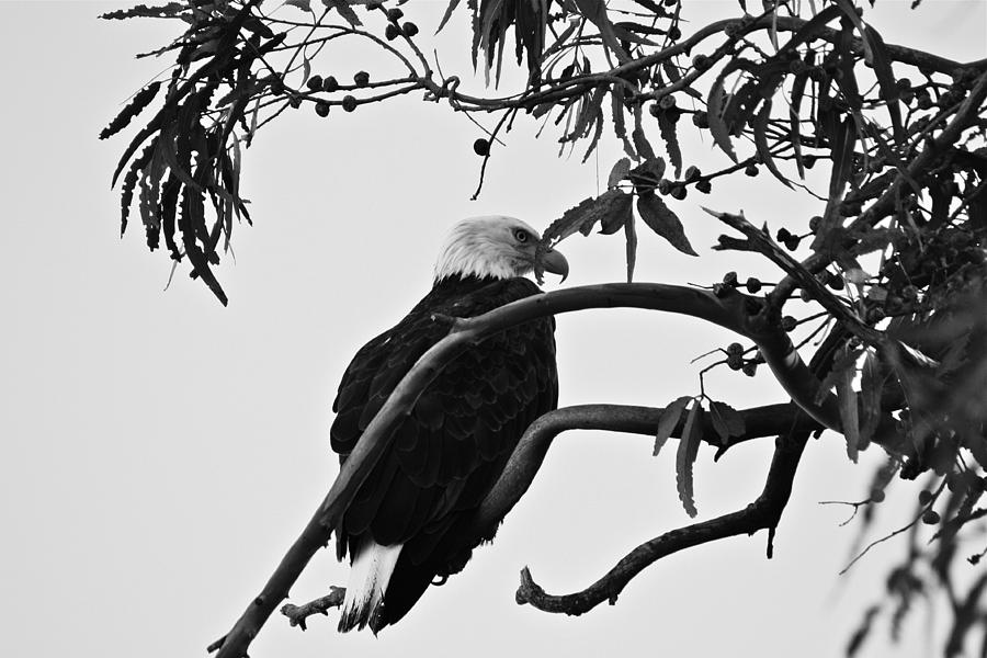 Bald Eagle  black and white Photograph by Diana Hatcher