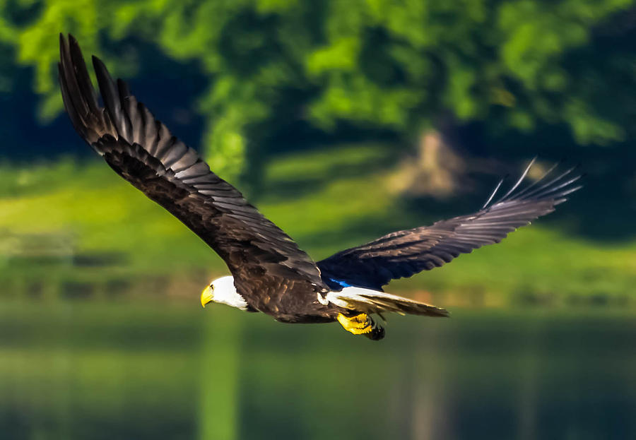 Bald Eagle Photograph by Brian Stevens