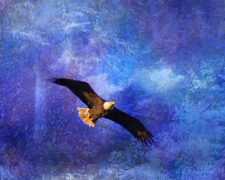 Bald Eagle Bringing A Fish Digital Art by J Larry Walker