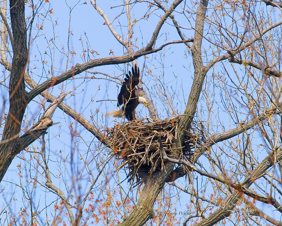 Bald Eagle Bringing Fish To Nest Digital Art by J Larry Walker