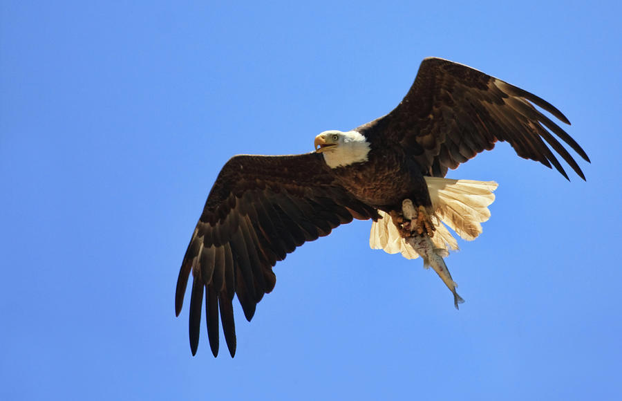Bald Eagle Catch Photograph by Beth Sargent