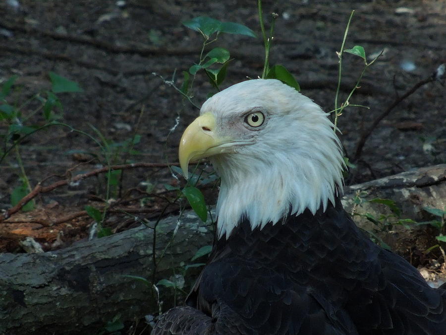 Bald Eagle Photograph by Chad and Stacey Hall