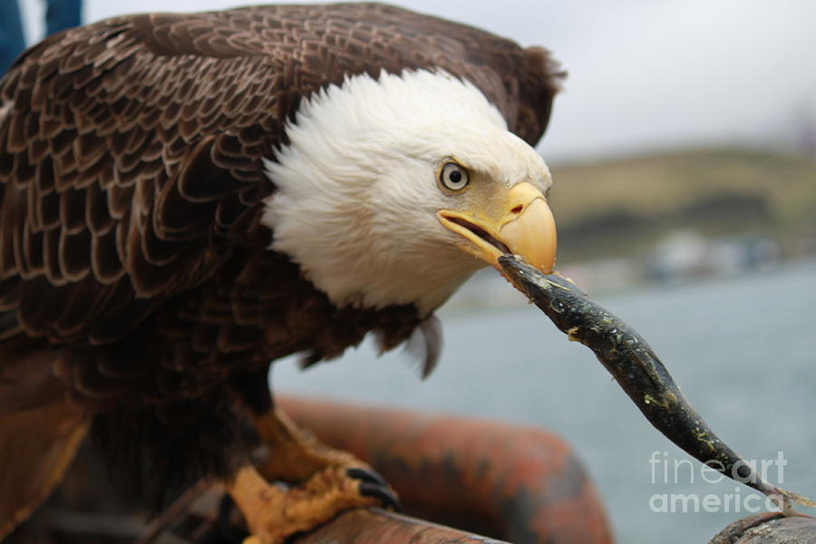 Bald eagle chomping on a fish Photograph by Dean Gribble - Fine Art America