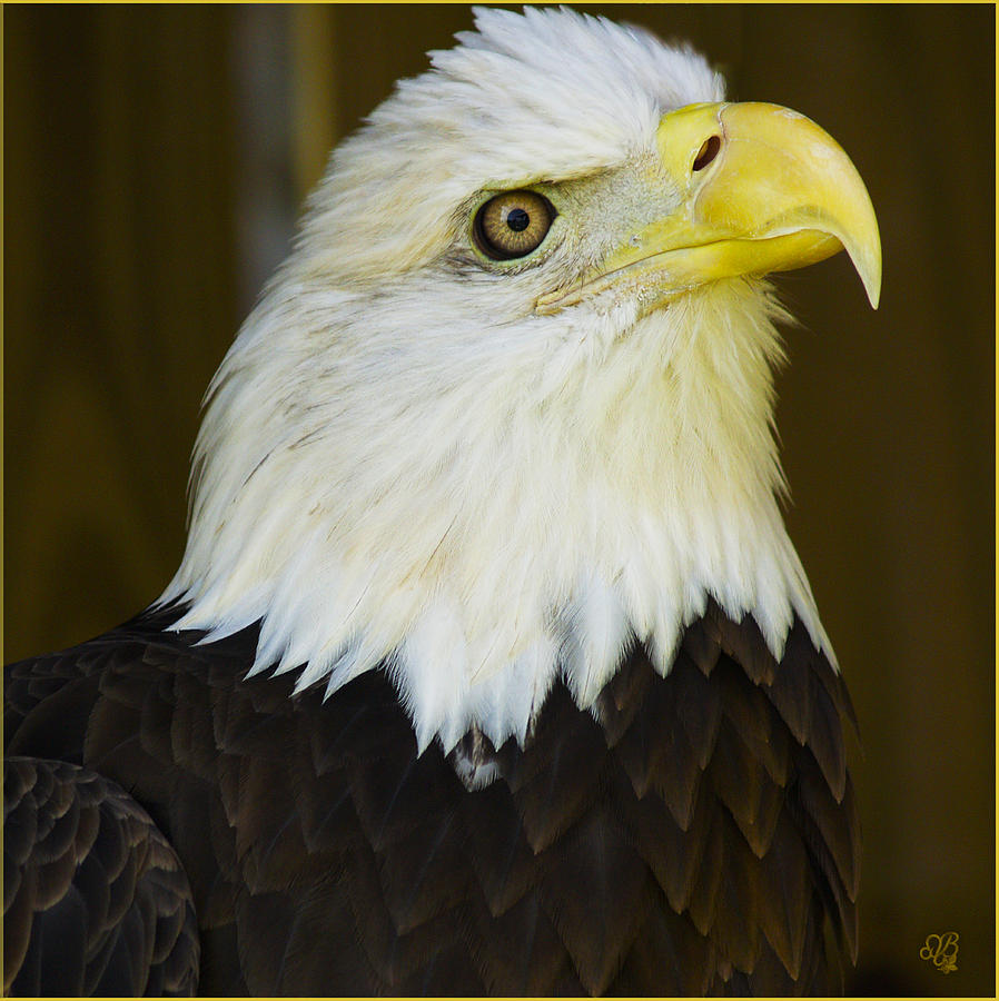 Bald Eagle Close-up Photograph By Barbara Middleton