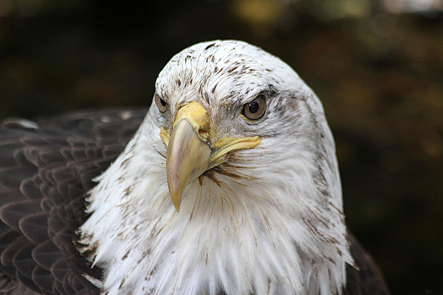 Bald Eagle Closeup Photograph by Karol Livote