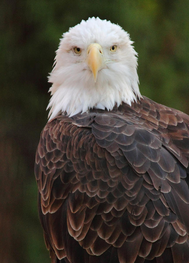 Bald Eagle Photograph by Coby Cooper