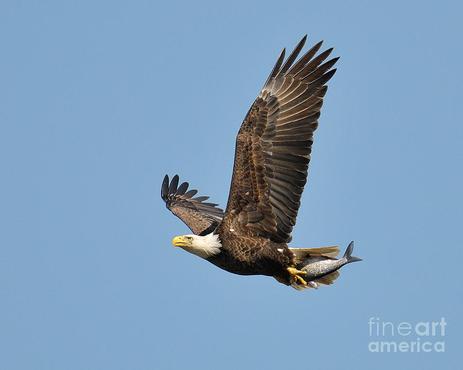 Bald Eagle Photograph by Craig Leaper
