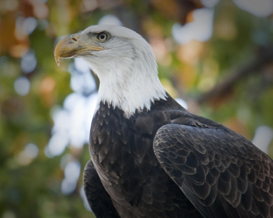 Bald Eagle Photograph by Craig Leaper