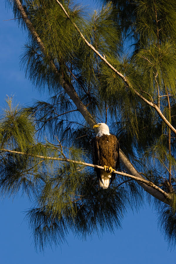 Bald Eagle Photograph by Ed Gleichman