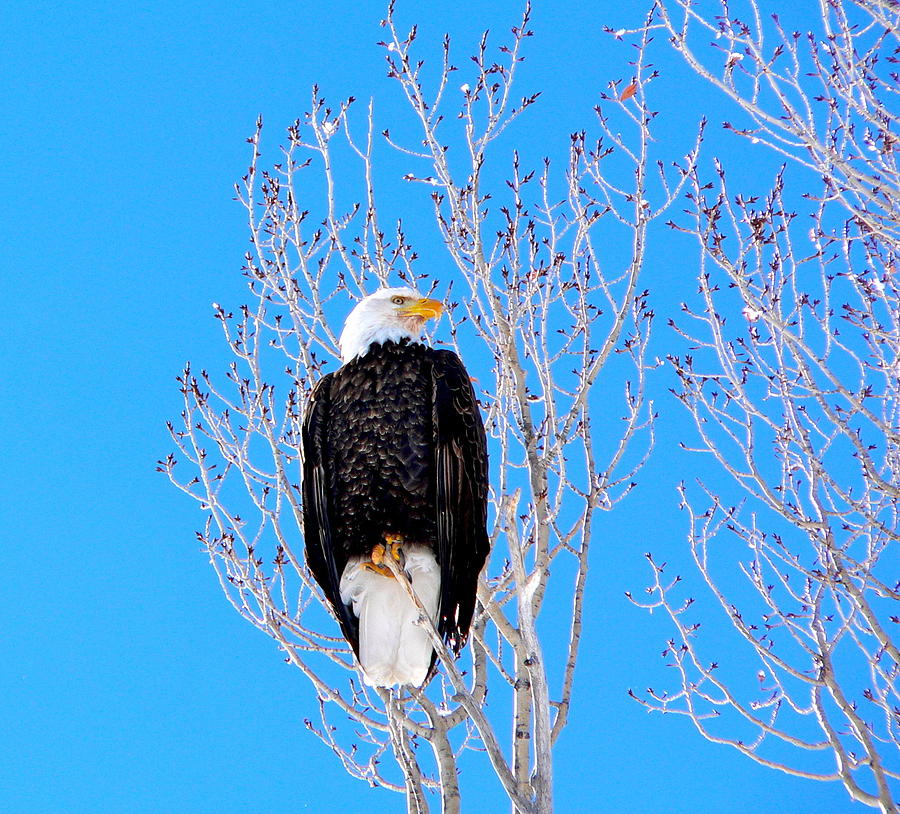 Bald Eagle Photograph by Eric Tressler