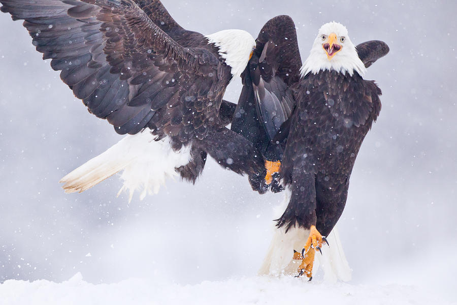 Bald Eagle Fight Photograph by Brandon Broderick