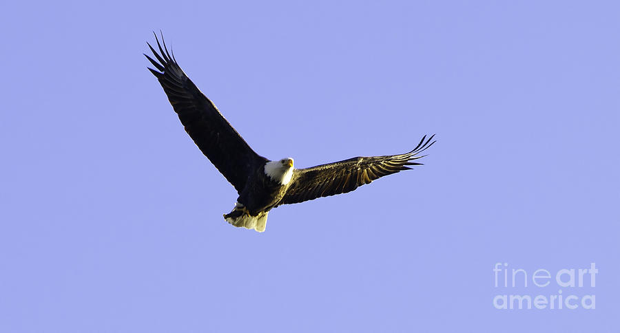 Bald Eagle Fishing Photograph by Greg Jones