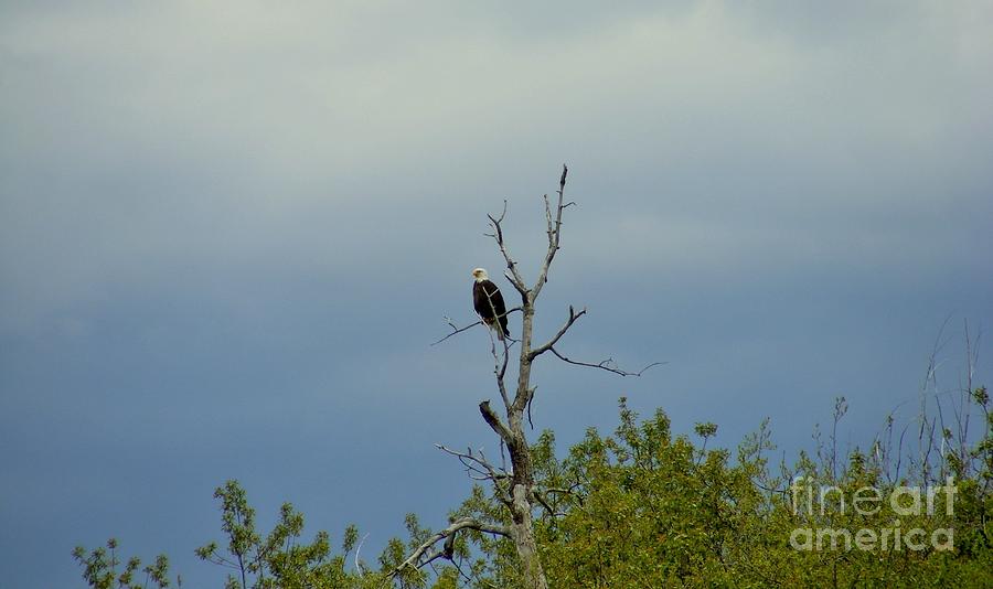 Eagle Photograph - Bald Eagle Fishing by Woody Wilson