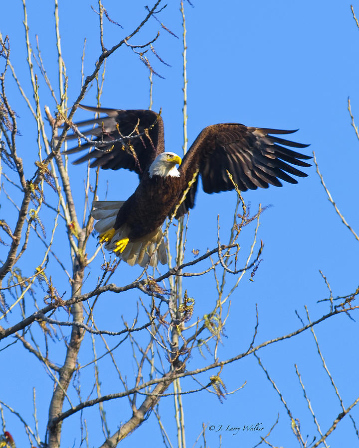 Bald Eagle Flying From Treetop Digital Art by J Larry Walker