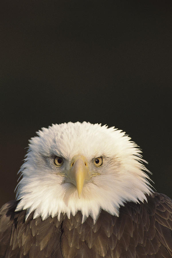 Bald Eagle Haliaeetus Leucocephalus Photograph by Gerry Ellis