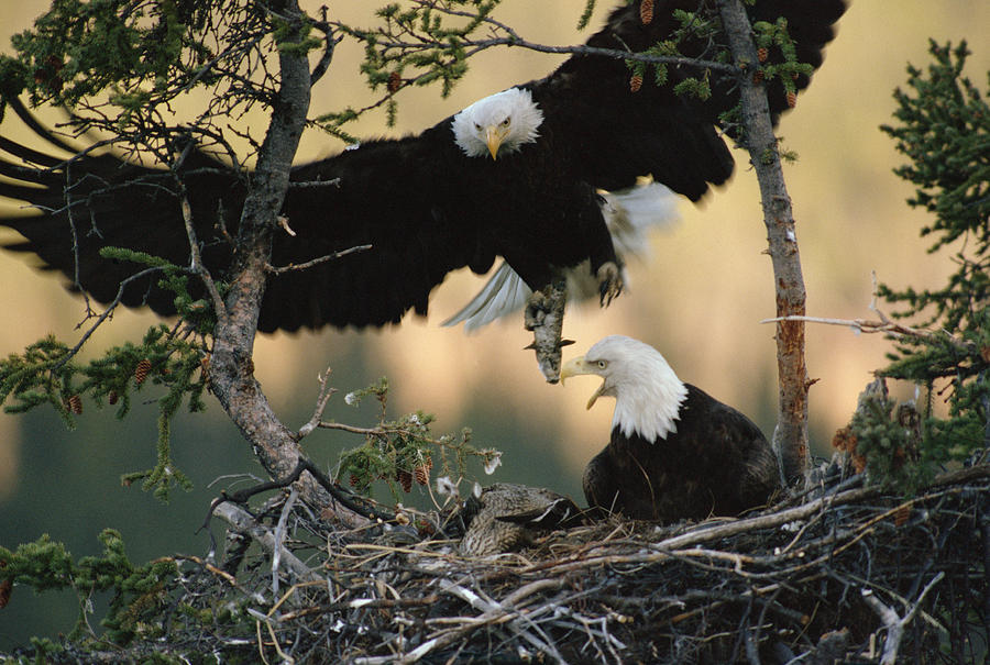 Bald Eagle Haliaeetus Leucocephalus Photograph by Michael Quinton