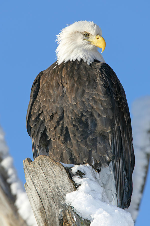 Bald Eagle Haliaeetus Leucocephalus Photograph by Robert Postma - Fine ...