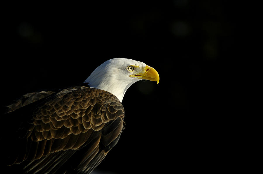 Bald Eagle Haliaeetus Leucocephalus Photograph by Steeve Marcoux