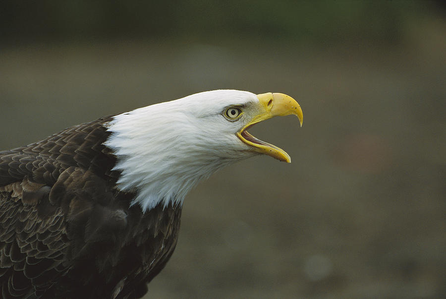 Bald Eagle Haliaeetus Leucocephalus Photograph by Suzi Eszterhas