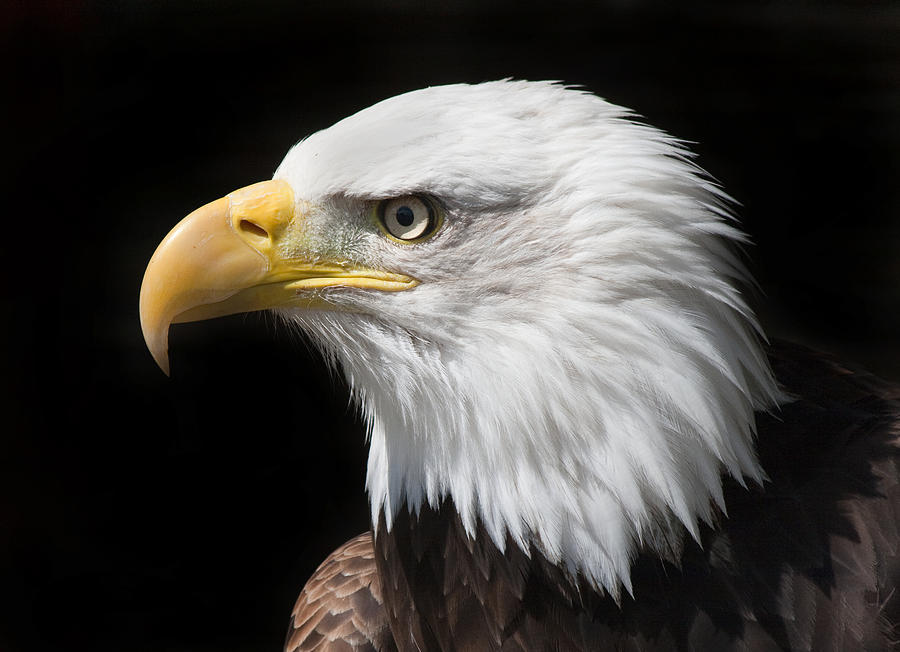 Bald Eagle Photograph by Ian Merton