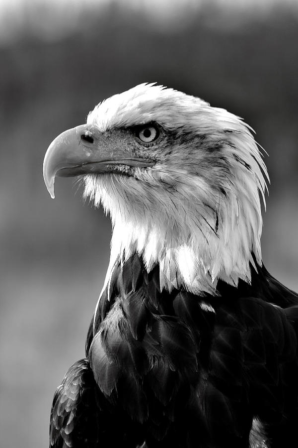 Black And White Pictures Of Eagles