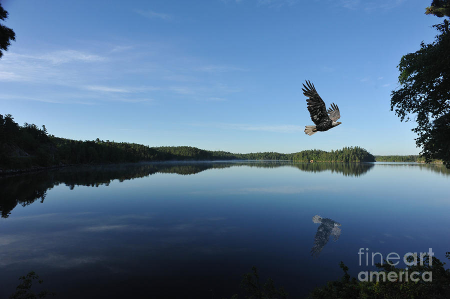 Bald eagle in canada flying Photograph by Dan Friend