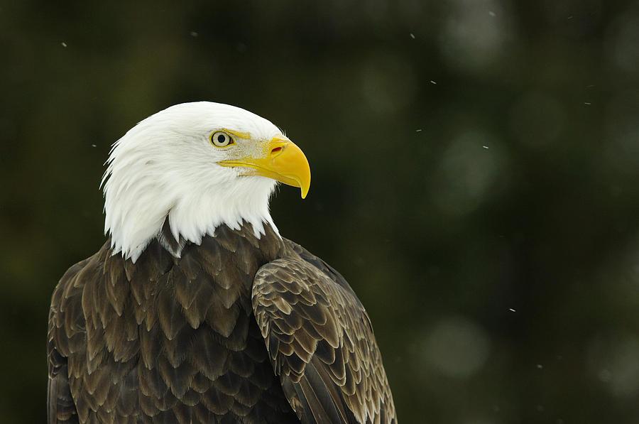 Bald Eagle In Ecomuseum Zoo Photograph by Steeve Marcoux