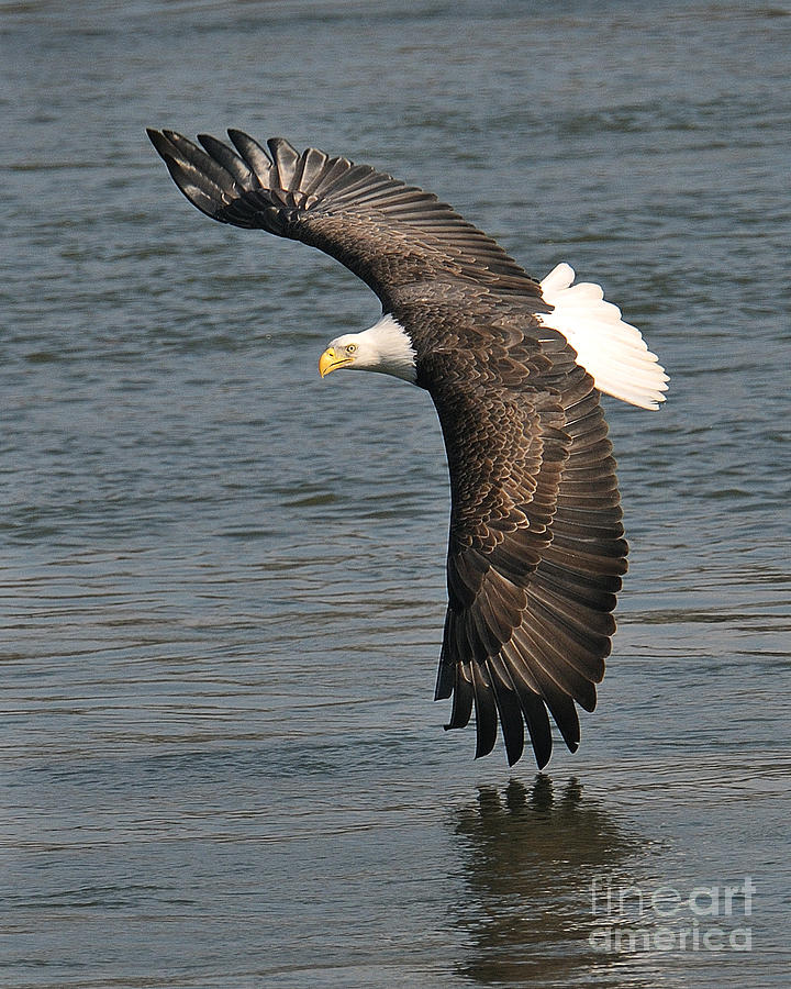 Bald Eagle In Flight Photograph by Craig Leaper