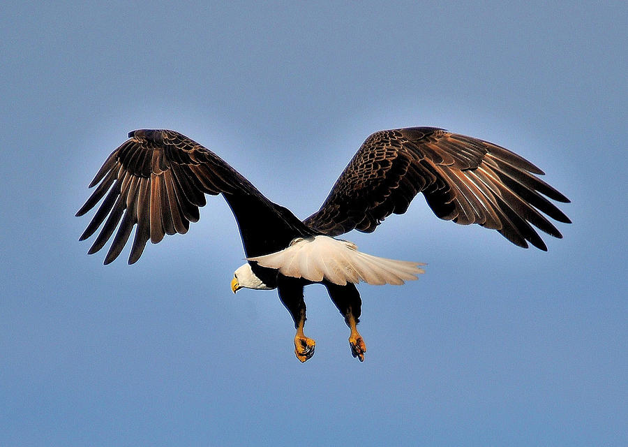 Bald Eagle in Flight Photograph by LaDora Sims - Fine Art America